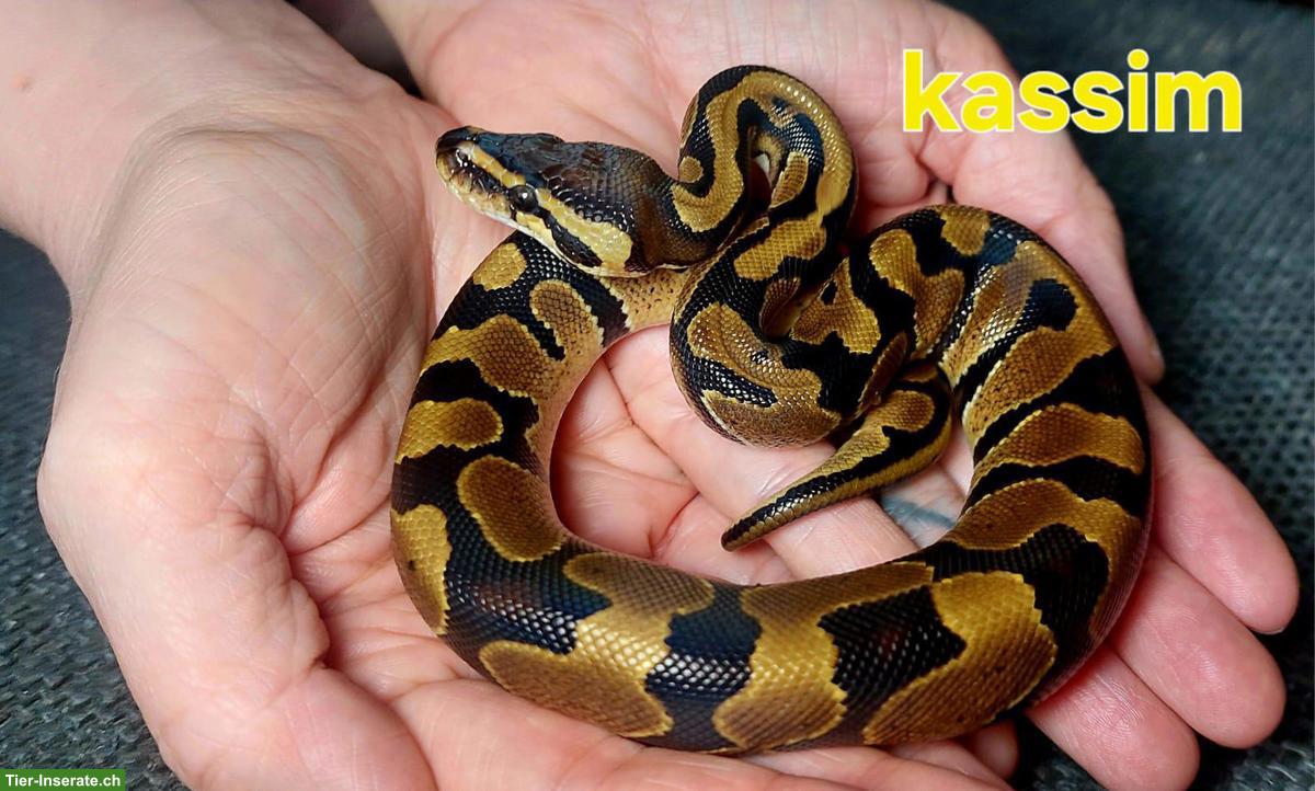 Junge Königspython, sehr schön und handzahm