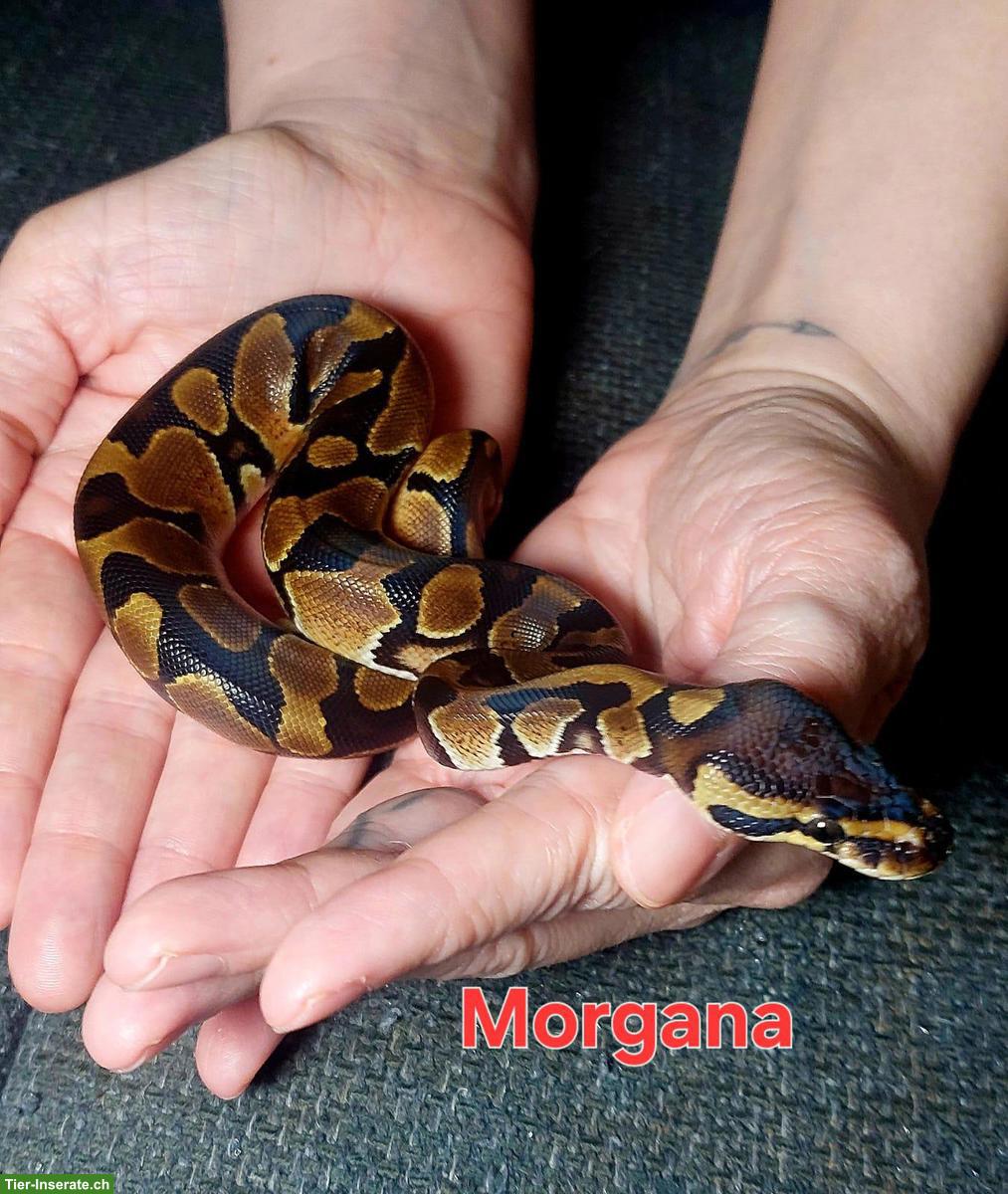 Bild 2: Junge Königspython, sehr schön und handzahm