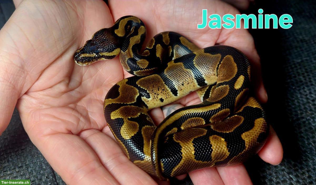 Bild 3: Junge Königspython, sehr schön und handzahm