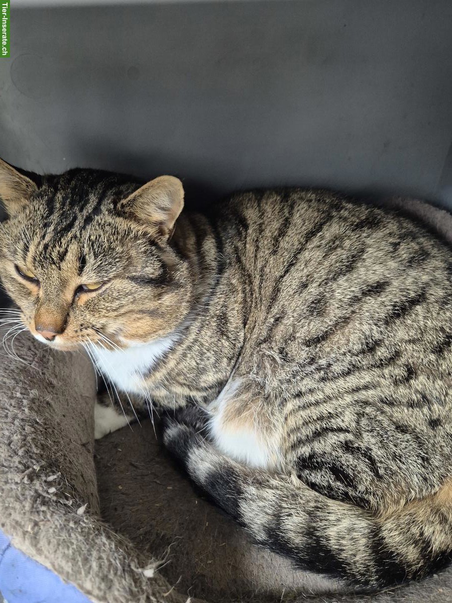 Streuner Kater, sehr verschmust, sucht ein Zuhause