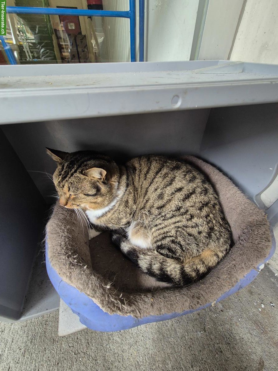 Bild 2: Streuner Kater, sehr verschmust, sucht ein Zuhause