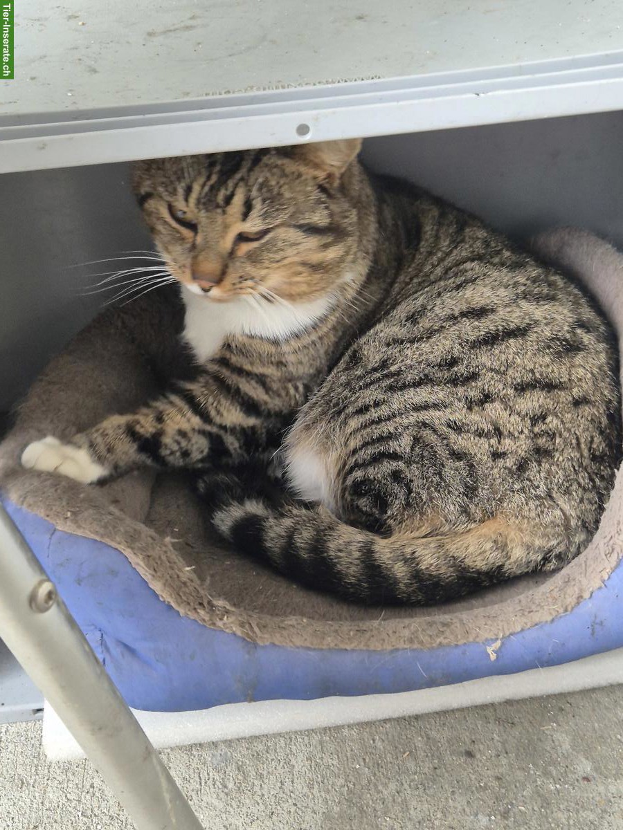 Bild 3: Streuner Kater, sehr verschmust, sucht ein Zuhause