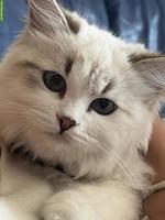 Neva Masquarade Kitten | Wurfankündigung