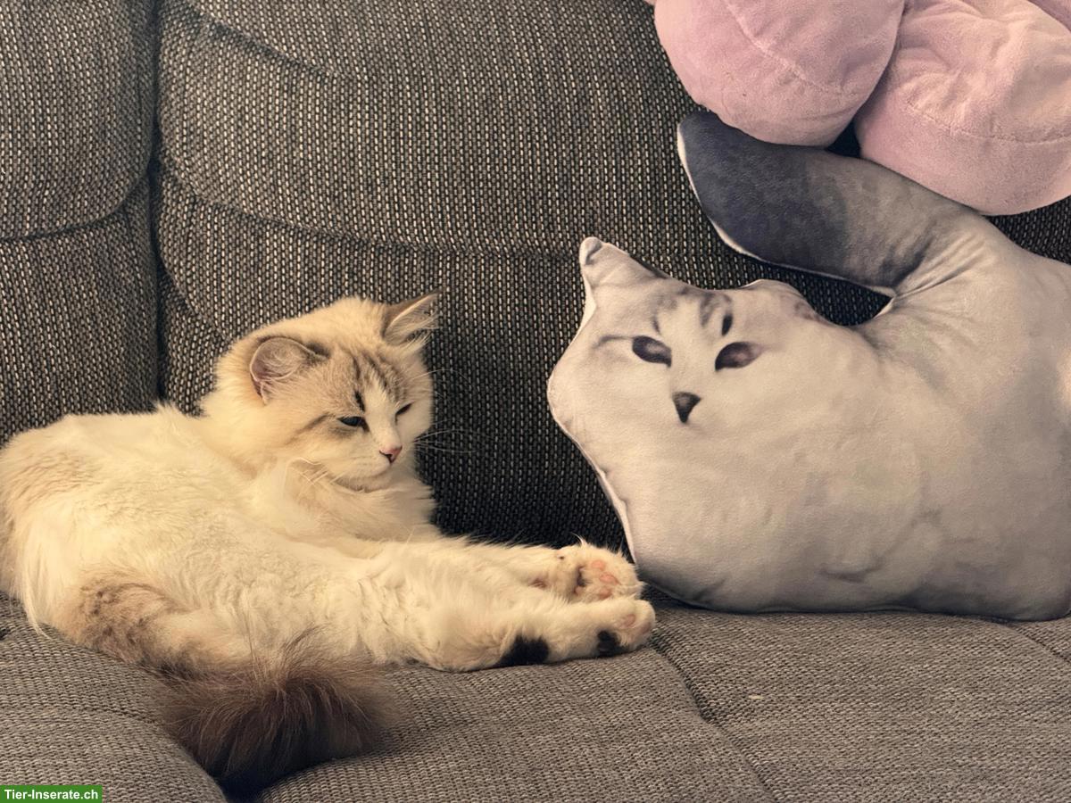 Bild 2: Neva Masquarade Kitten | Wurfankündigung