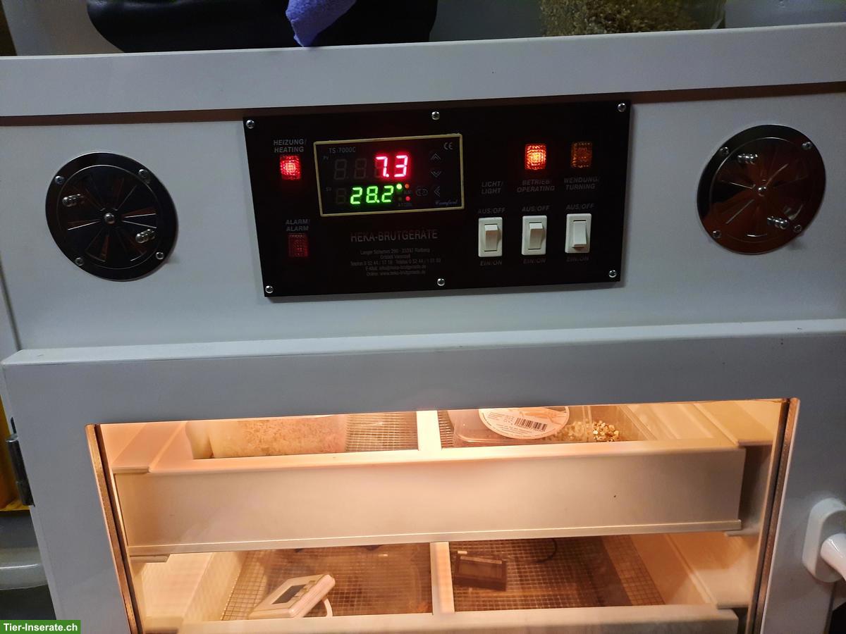 Bild 2: Tropic Shop Inkubator für Reptilienzucht zu verkaufen