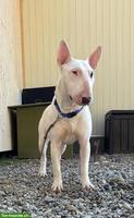 Standard Bullterrier Rüde, 2-jährig, kinderlieb