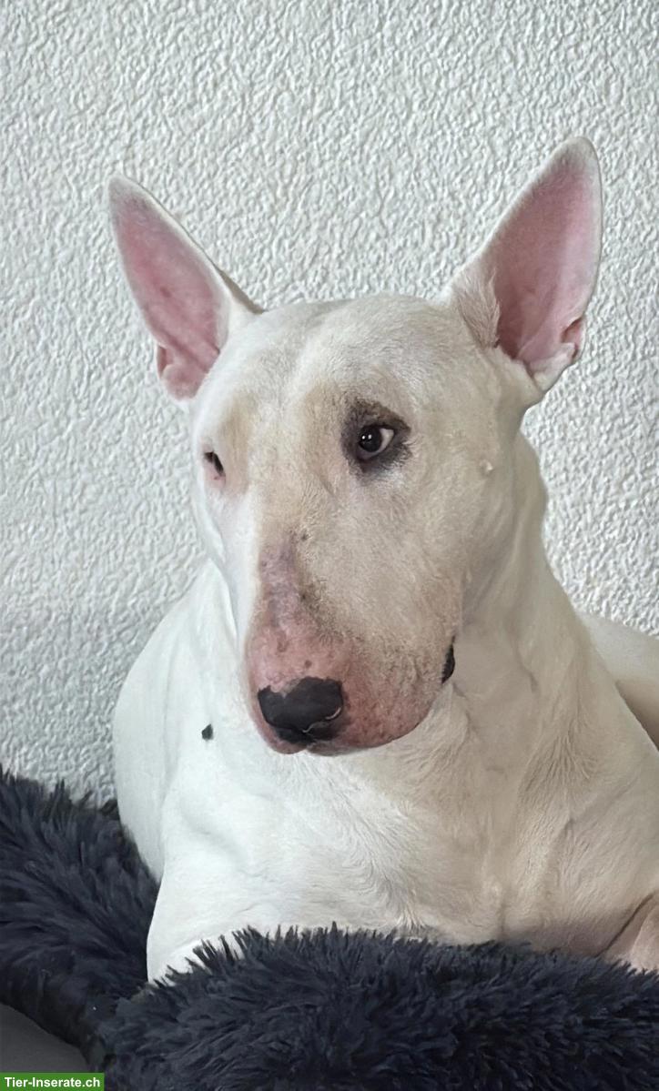 Bild 2: Standard Bullterrier Rüde, 2-jährig, kinderlieb