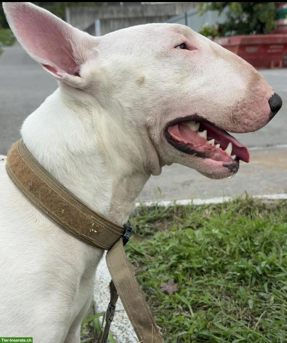 Bild 3: Standard Bullterrier Rüde, 2-jährig, kinderlieb