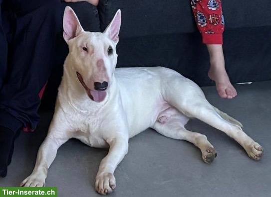 Bild 4: Standard Bullterrier Rüde, 2-jährig, kinderlieb