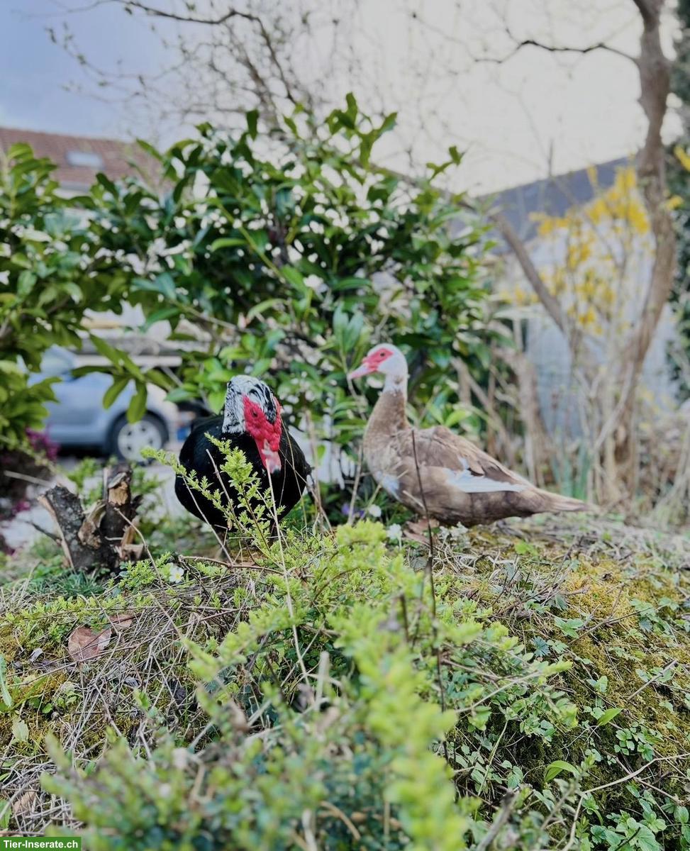 Warzenenten-Paar sucht neues Zuhause