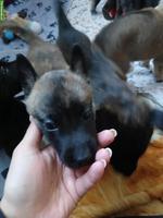Malinois Herder Welpen abzugeben