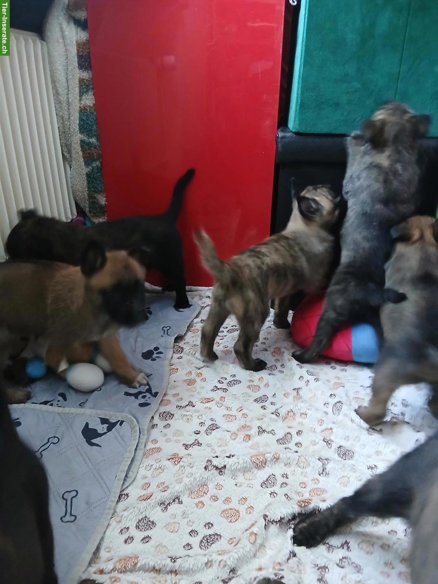 Bild 2: Malinois Herder Welpen abzugeben
