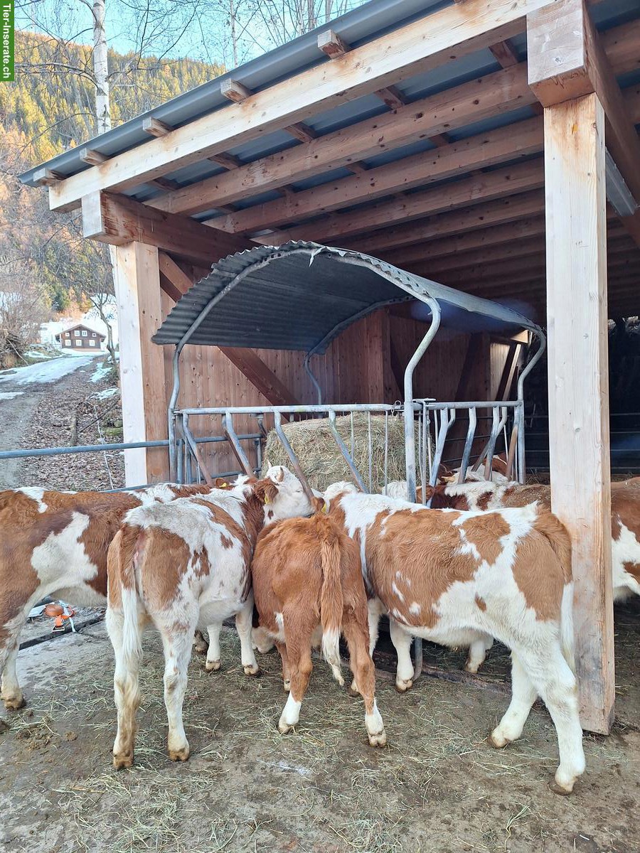 Hinterwälder Bio-Rinder zu verkaufen