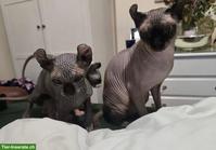 Sphynx Kätzchen, männlich + weiblich abzugeben