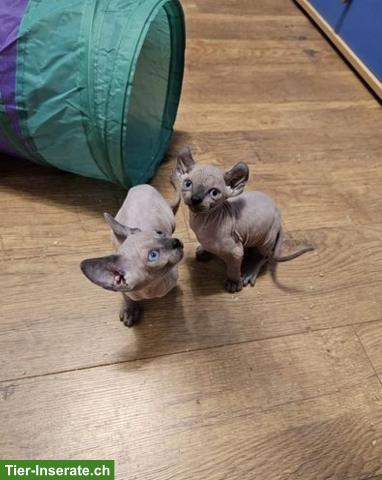 Bild 2: Sphynx Kätzchen, männlich + weiblich abzugeben