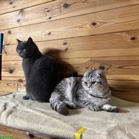Britisch Kurzhaar Kater & Schottisch Faltohr Katze, Freigänger
