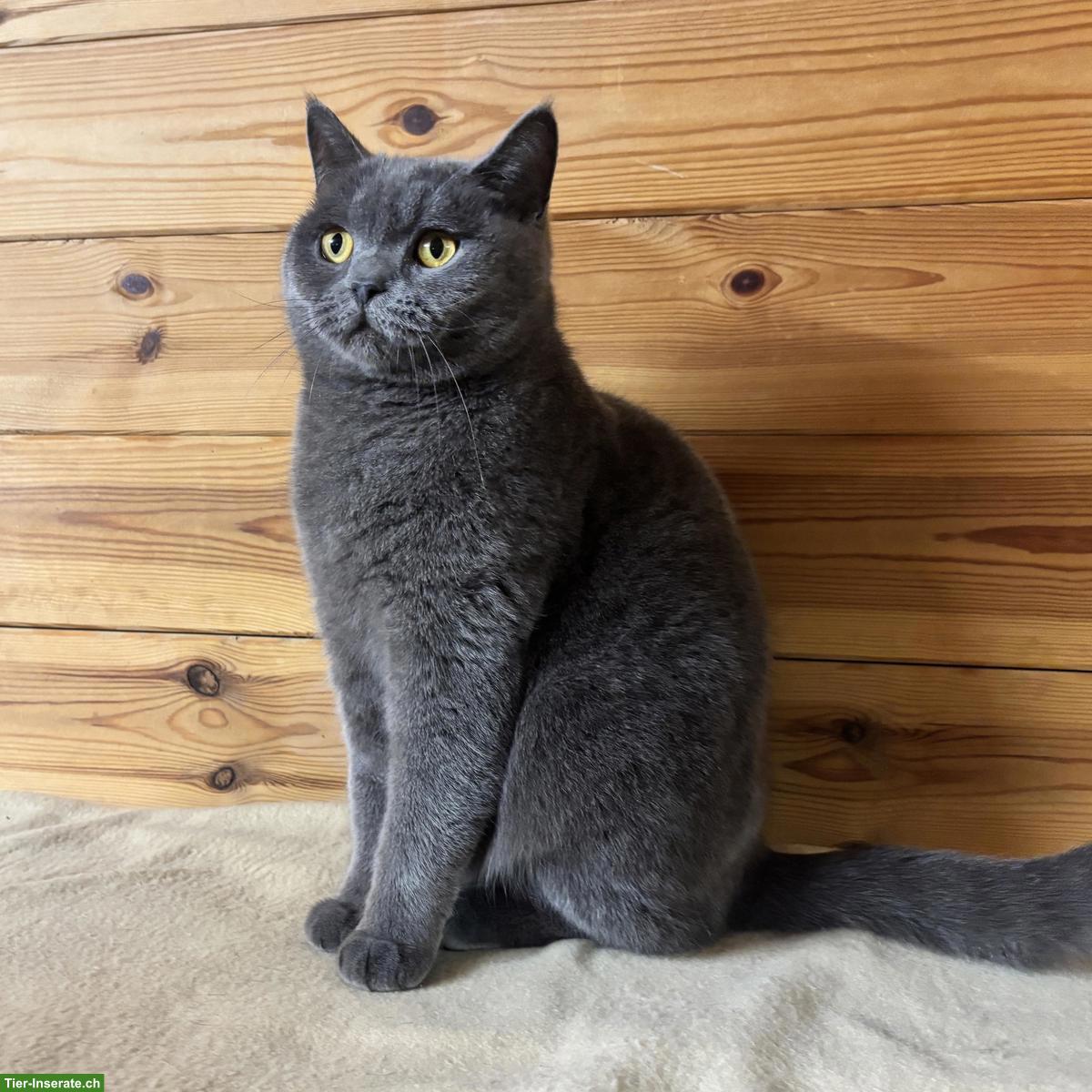 Bild 2: Britisch Kurzhaar Kater & Schottisch Faltohr Katze, Freigänger