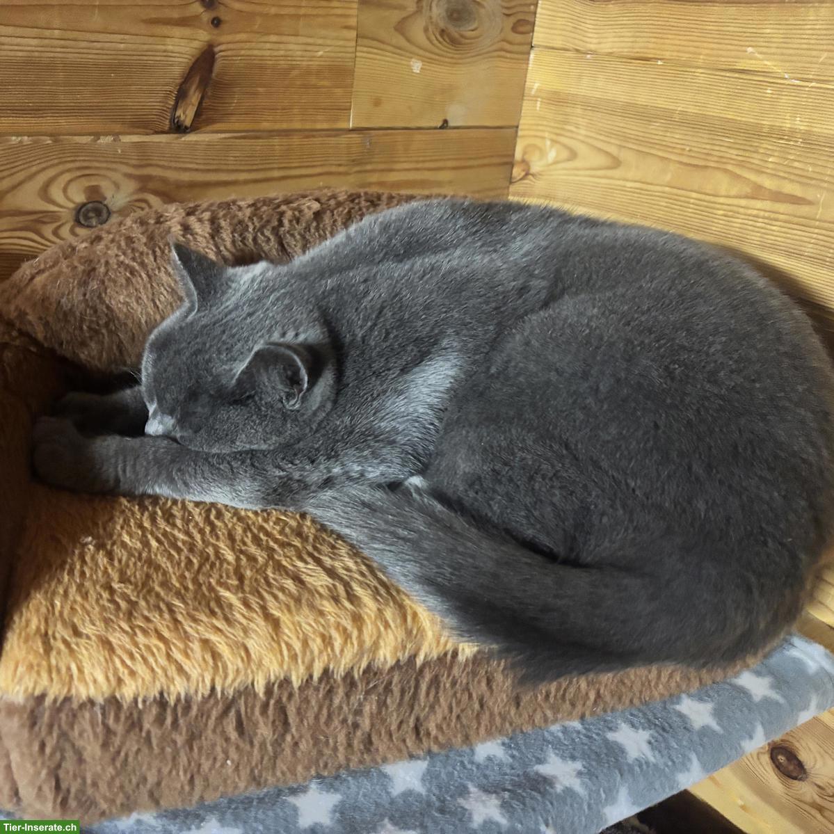 Bild 3: Britisch Kurzhaar Kater & Schottisch Faltohr Katze, Freigänger