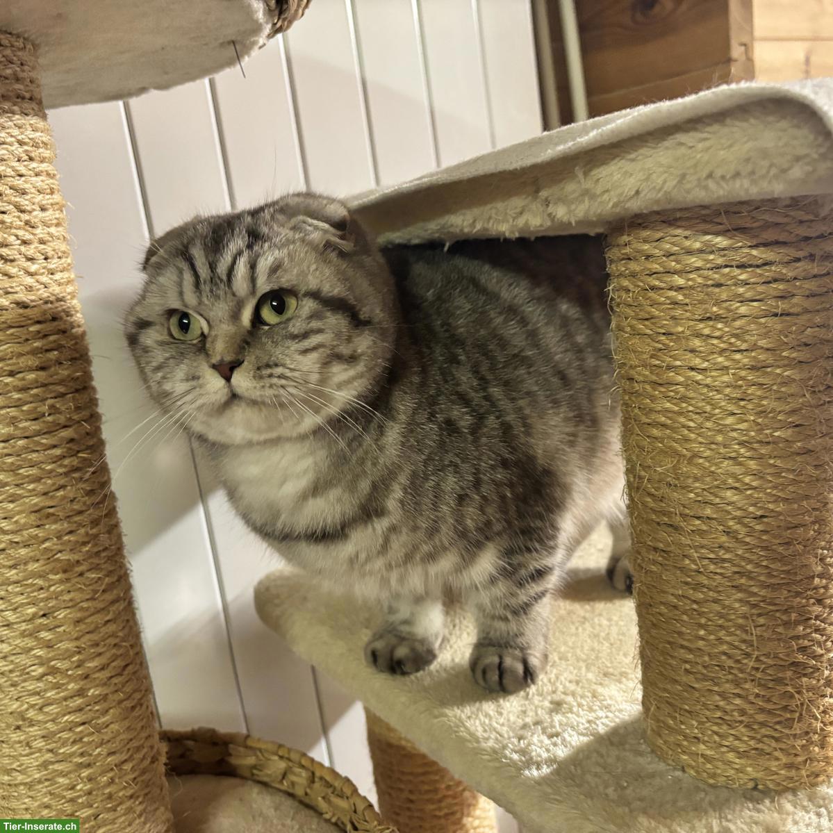 Bild 4: Britisch Kurzhaar Kater & Schottisch Faltohr Katze, Freigänger