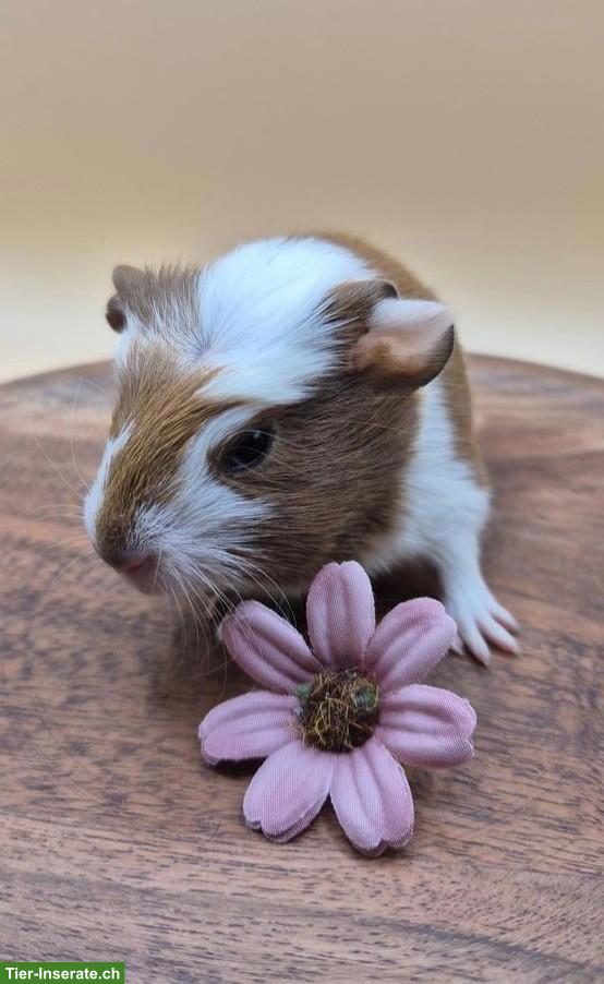 Sehr schöne Crested Meerschweinchen Frühkastraten