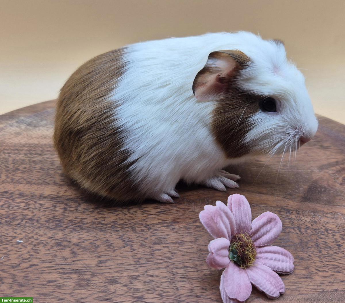Bild 3: Sehr schöne Crested Meerschweinchen Frühkastraten