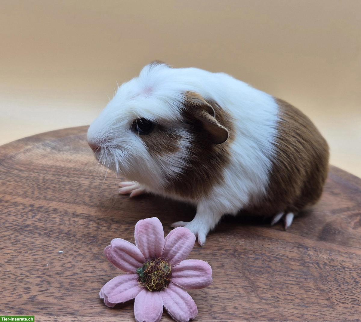 Bild 4: Sehr schöne Crested Meerschweinchen Frühkastraten