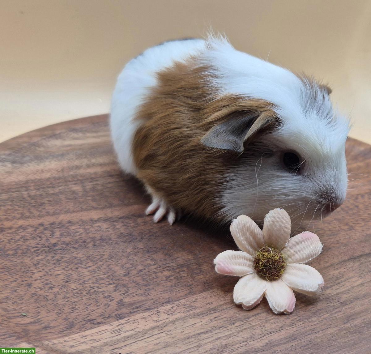 Bild 5: Sehr schöne Crested Meerschweinchen Frühkastraten