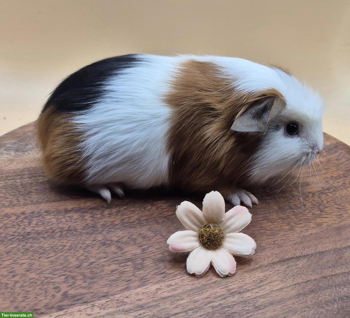 Bild 6: Sehr schöne Crested Meerschweinchen Frühkastraten