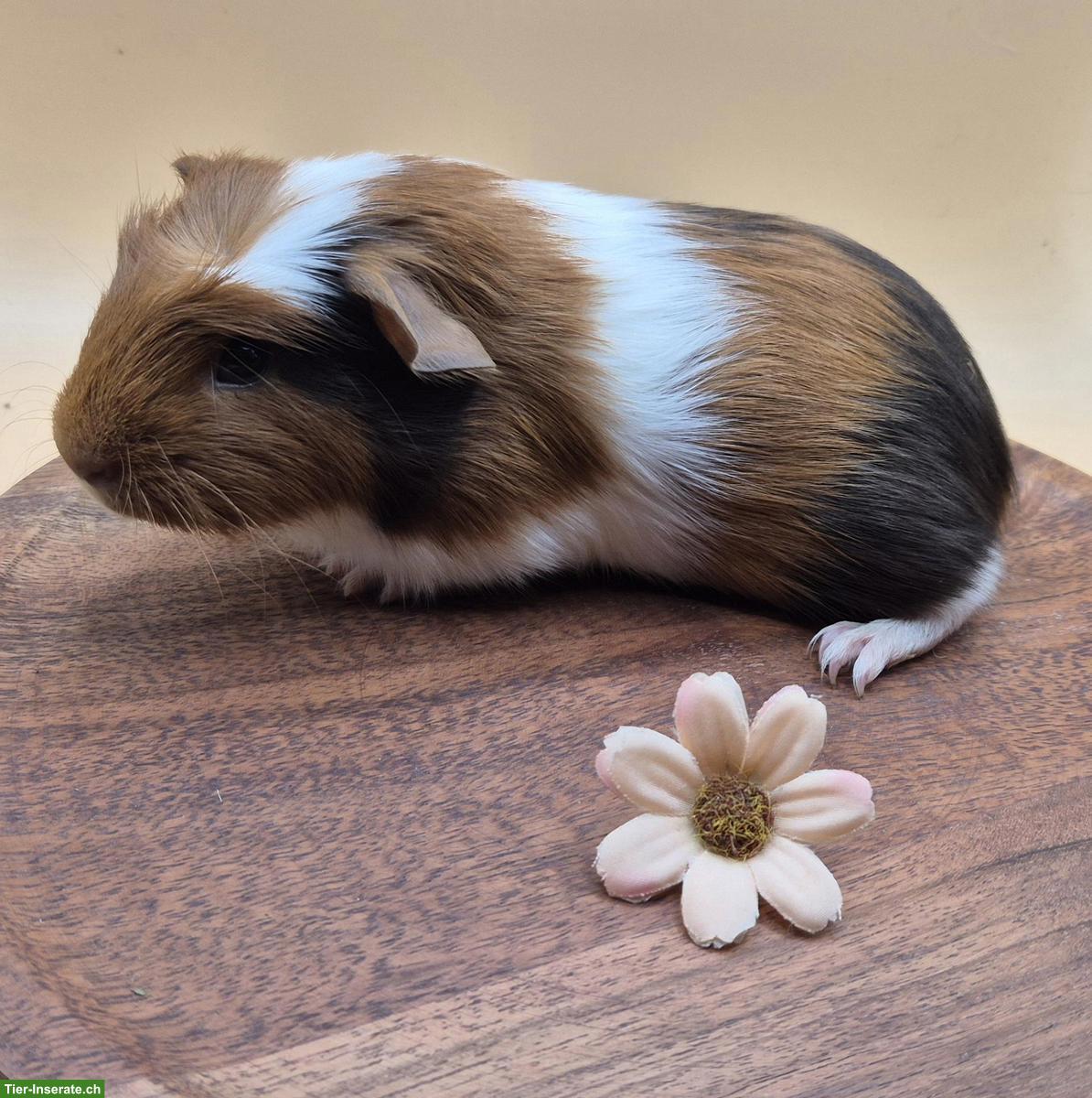 Bild 7: Sehr schöne Crested Meerschweinchen Frühkastraten