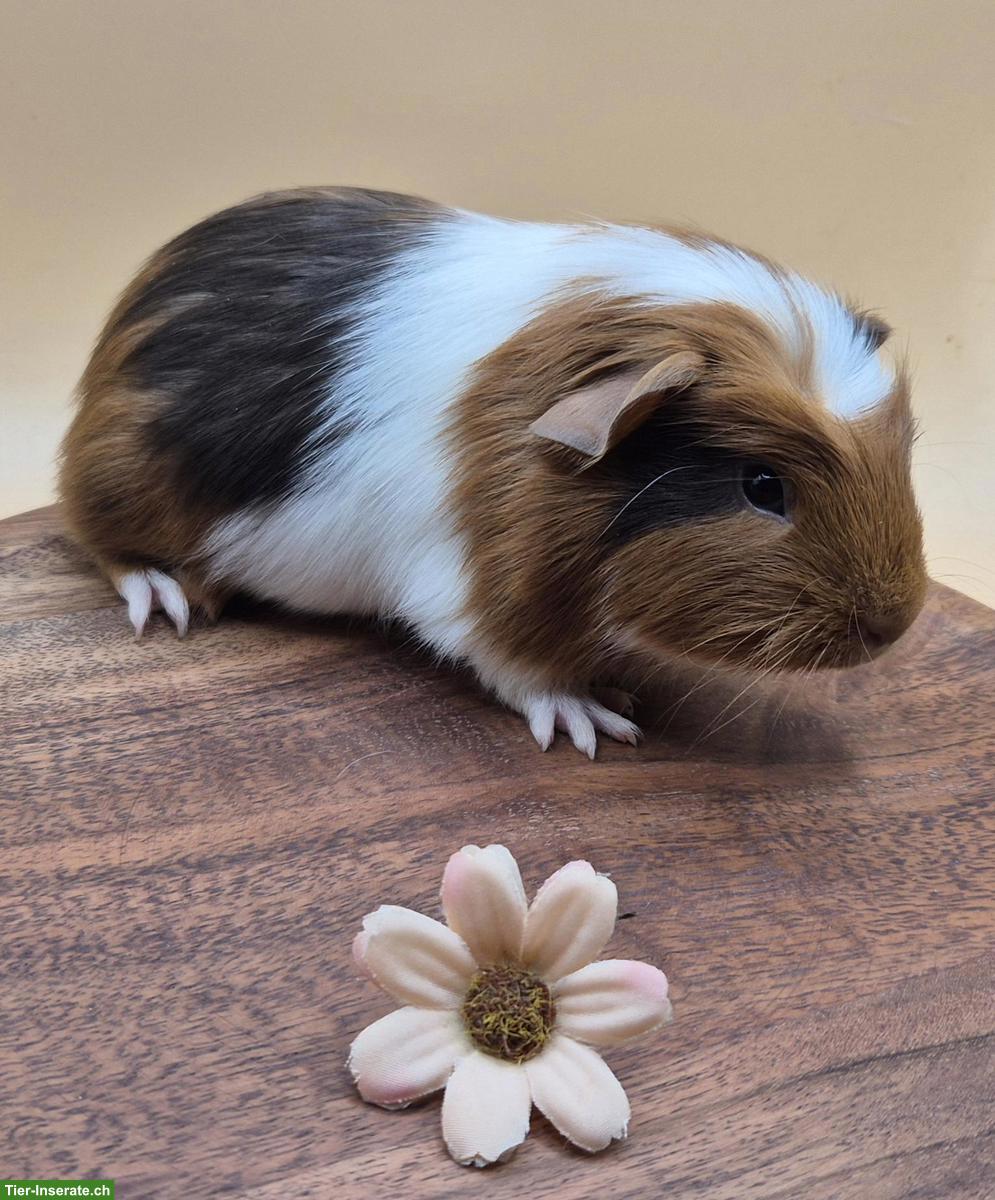 Bild 8: Sehr schöne Crested Meerschweinchen Frühkastraten