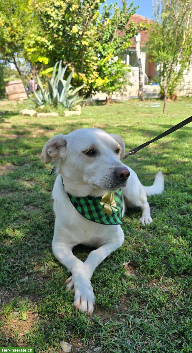 Bild 2: Fröhliche Labrador-Retriever-Mischlingshündin Canela sucht Zuhause