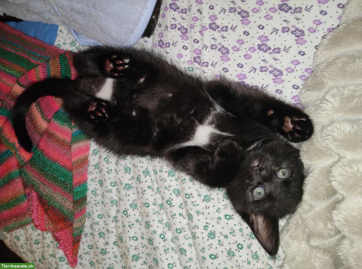 Süsse Kitten, sehr lieb und zahm