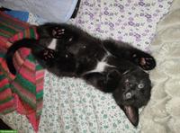 Süsse Kitten, sehr lieb und zahm