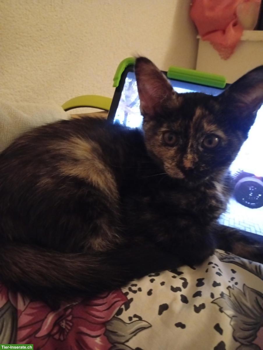 Bild 2: Süsse Kitten, sehr lieb und zahm