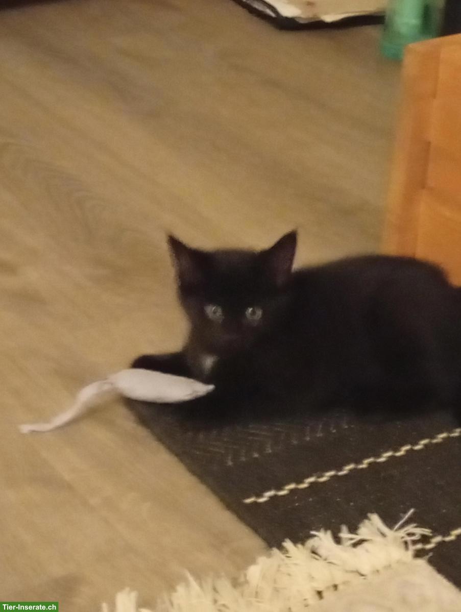 Bild 3: Süsse Kitten, sehr lieb und zahm