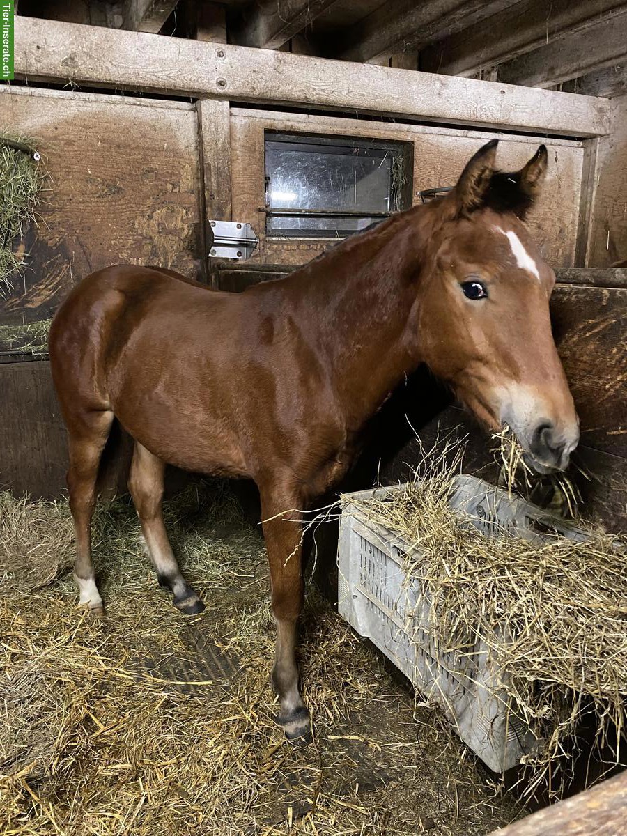 Freiberger Junghengst, Jahrgang 2025