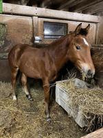 Freiberger Junghengst, Jahrgang 2025