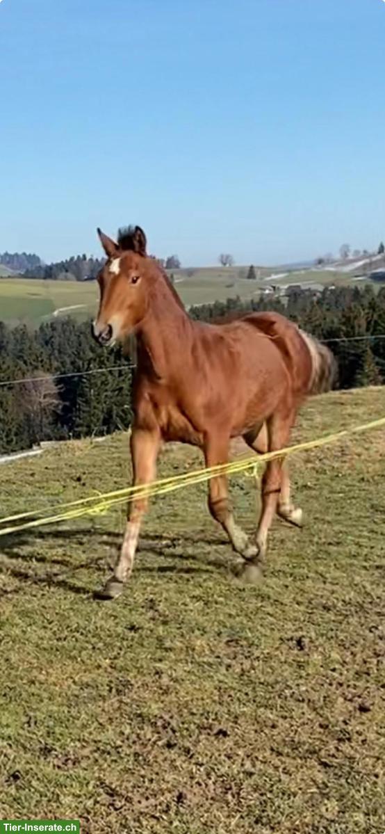 Bild 2: Freiberger Junghengst, Jahrgang 2025