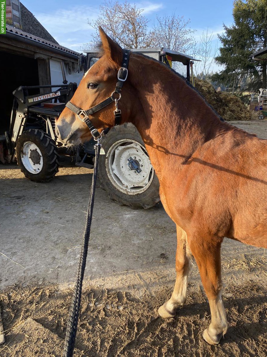 Bild 3: Freiberger Junghengst, Jahrgang 2025