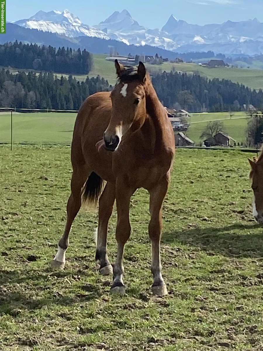 Bild 4: Freiberger Junghengst, Jahrgang 2025