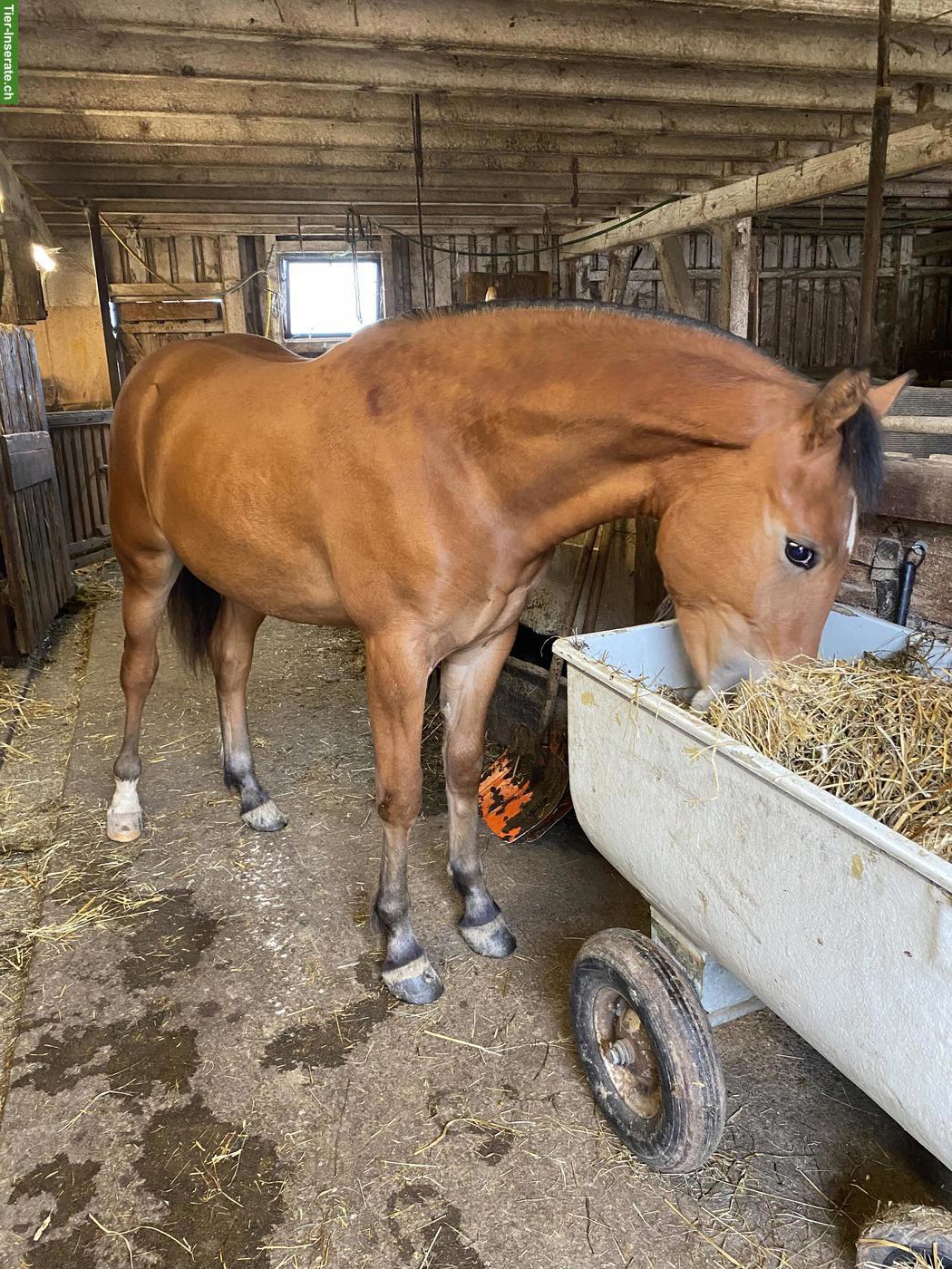 Bild 5: Freiberger Junghengst, Jahrgang 2025