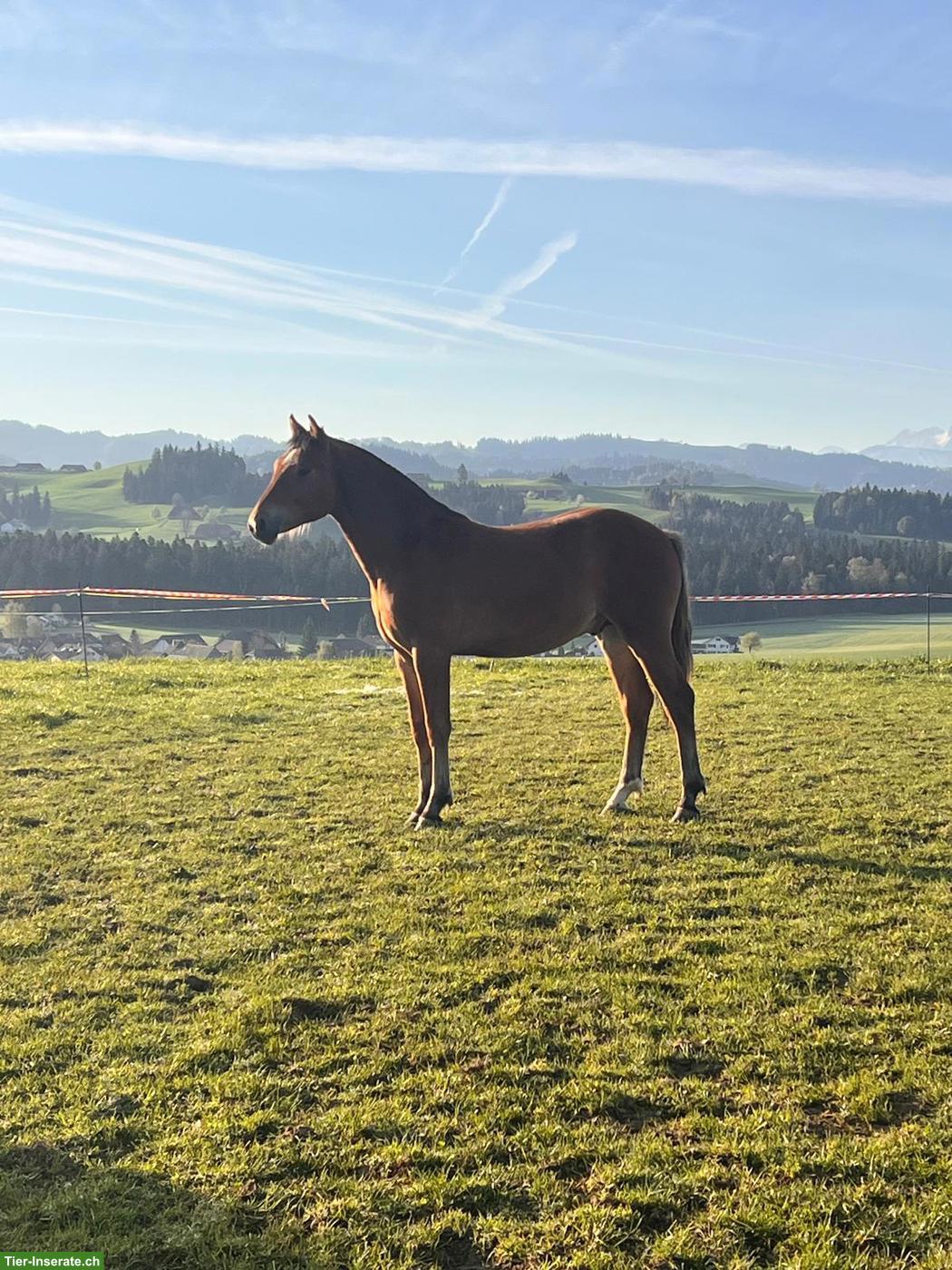 Bild 6: Freiberger Junghengst, Jahrgang 2025