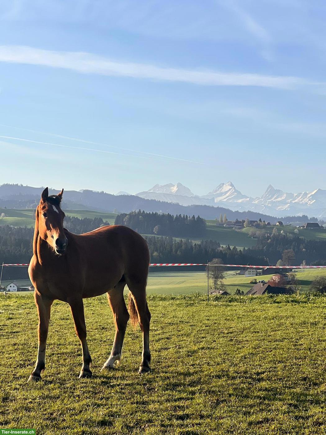 Bild 7: Freiberger Junghengst, Jahrgang 2025