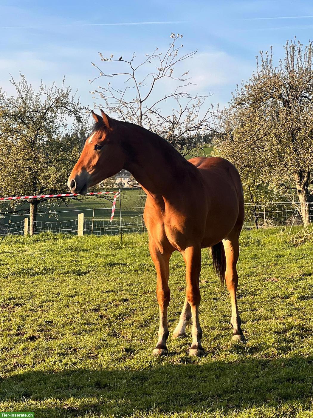 Bild 8: Freiberger Junghengst, Jahrgang 2025