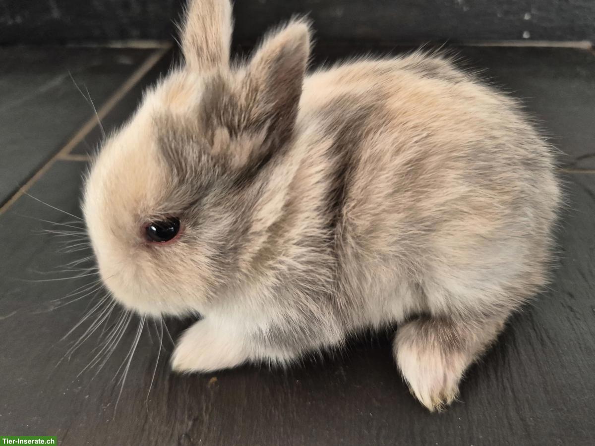 Junge Löwenkopf Zwerghasen, sehr zahm