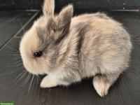 Junge Löwenkopf Zwerghasen, sehr zahm