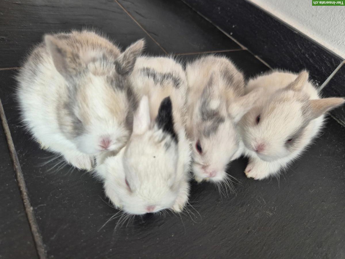 Bild 2: Junge Löwenkopf Zwerghasen, sehr zahm