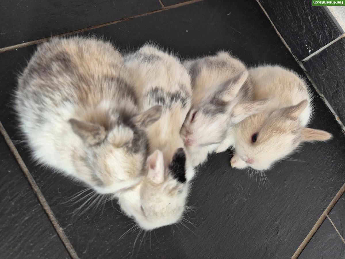 Bild 3: Junge Löwenkopf Zwerghasen, sehr zahm