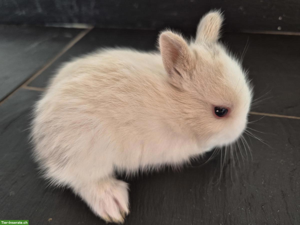 Bild 4: Junge Löwenkopf Zwerghasen, sehr zahm