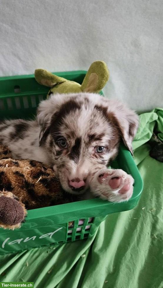 Bild 2: Aussiedor Welpen | Labrador Retriever x Australian Shepherd